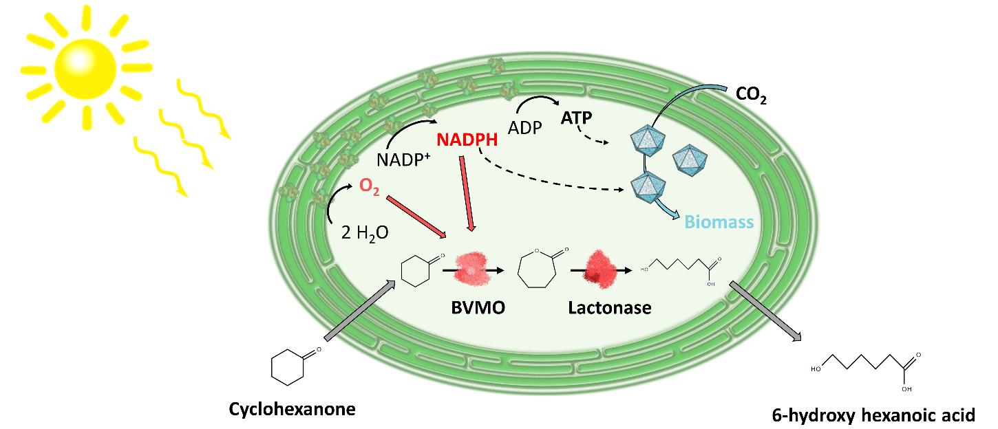 Master thesis Uncoupler testing in Synechocystis